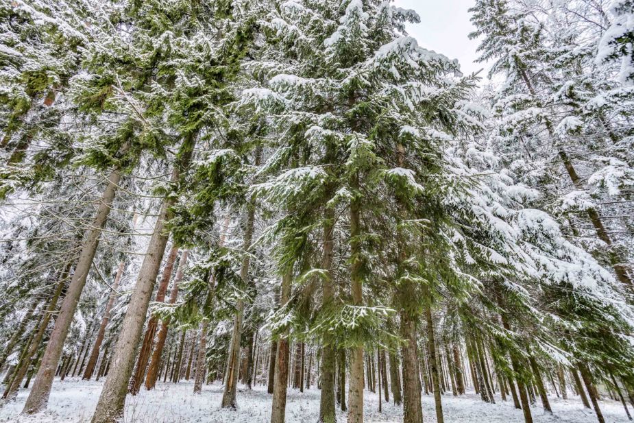 Лесной участок в КП Вымпел