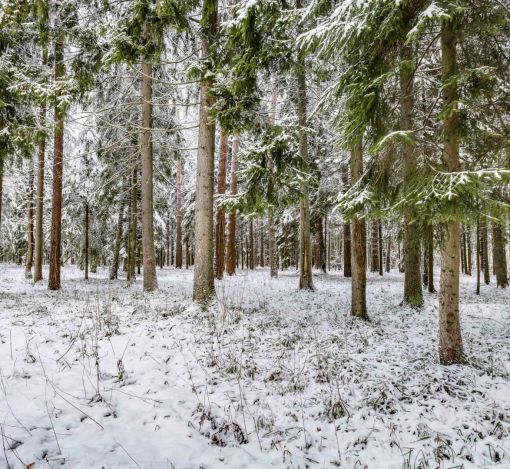 Лесной участок в КП Вымпел