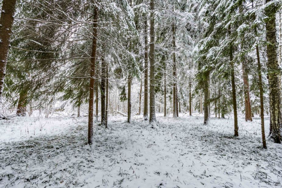 Лесной участок в КП Вымпел
