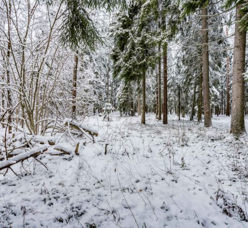 Лесной участок в КП Вымпел