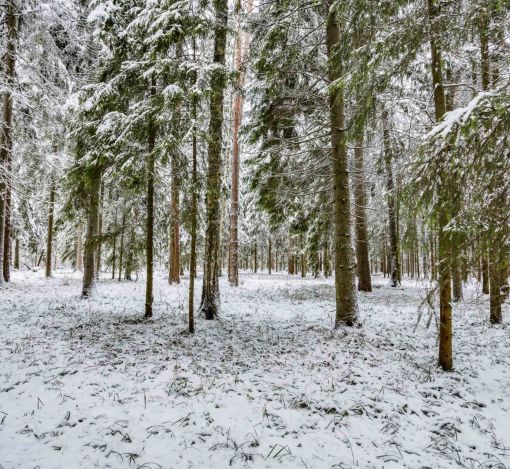 Лесной участок в КП Вымпел