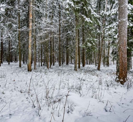 Лесной участок в КП Вымпел