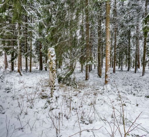 Лесной участок в КП Вымпел