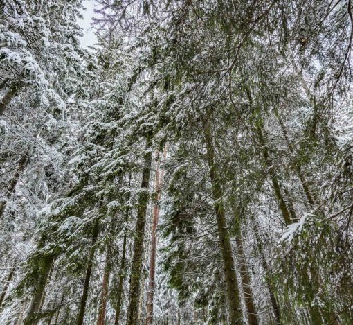 Лесной участок в КП Вымпел
