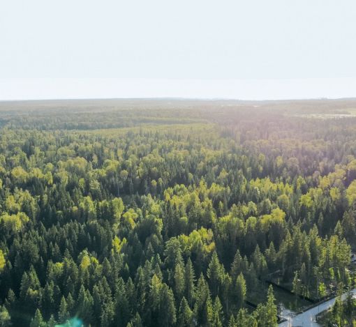 Лесной участок в КП Ели Estate