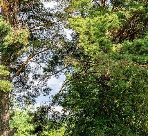 Участок в КП Озерна Резиденс