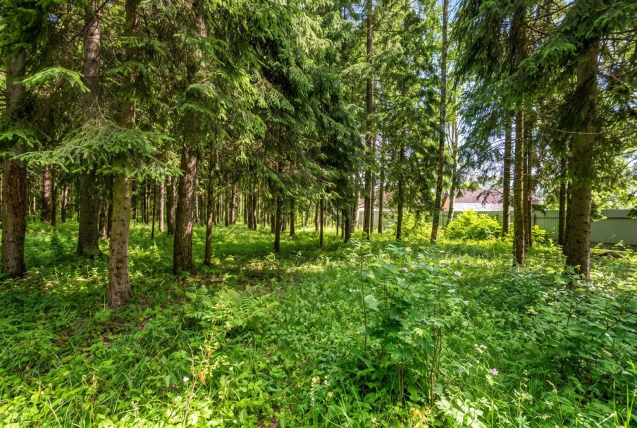Лесной участок в КП Вымпел