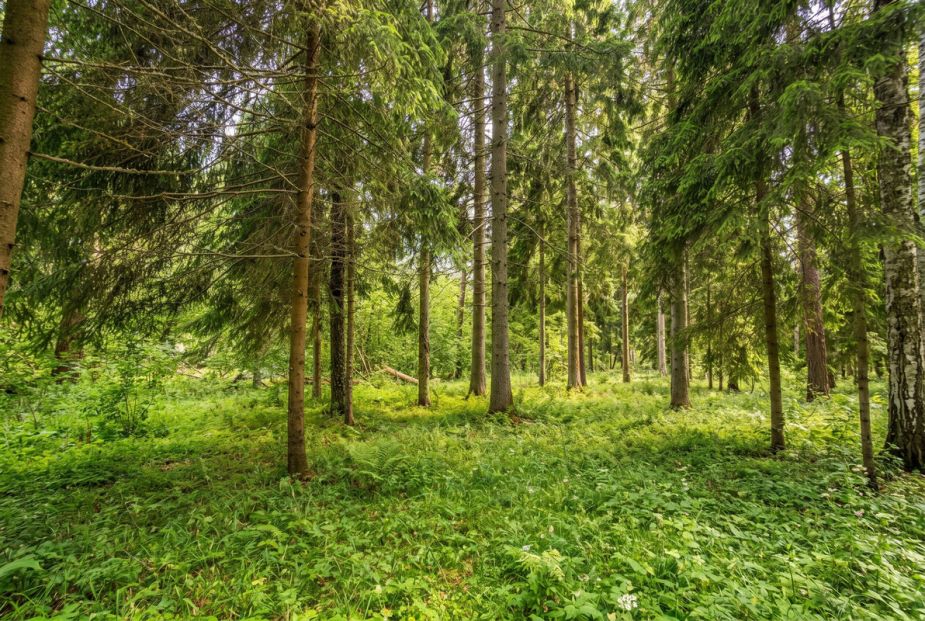 Лесной участок в КП Вымпел