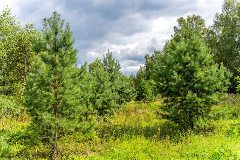 Озерна Резиденс