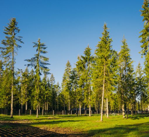 Лесной участок в КП Ели Эстейт
