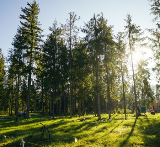 Лесной участок в КП Ели Эстейт