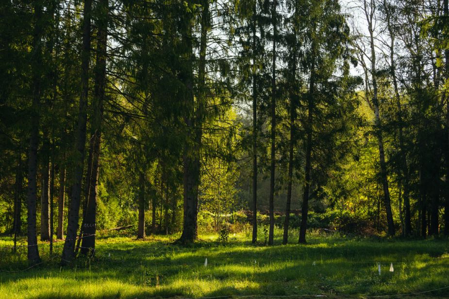 Лесной участок в КП Ели Эстейт