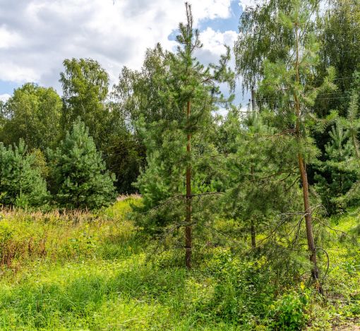 Участок в КП Озерна Резиденс