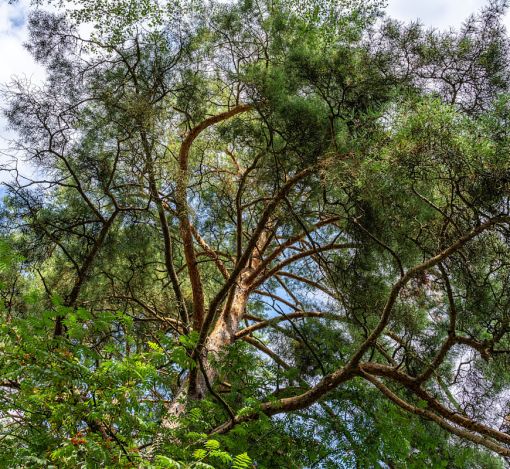 Участок в КП Озерна Резиденс