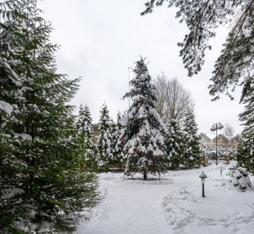 Алексеево Парк