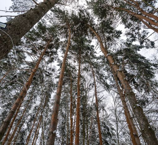 Алексеево Парк