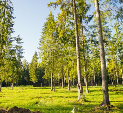 Лесной участок в КП Ели Estate