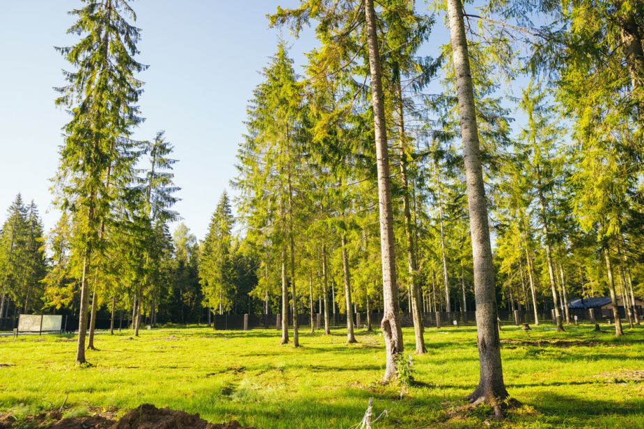 Лесной участок в КП Ели Estate