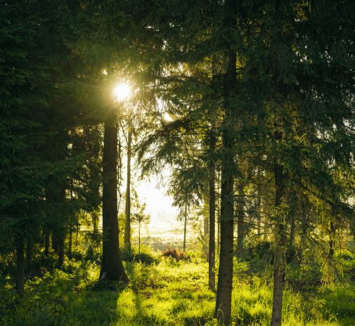 Лесной участок в КП Ели Estate