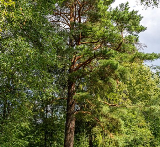 Участок в КП Озерна Резиденс
