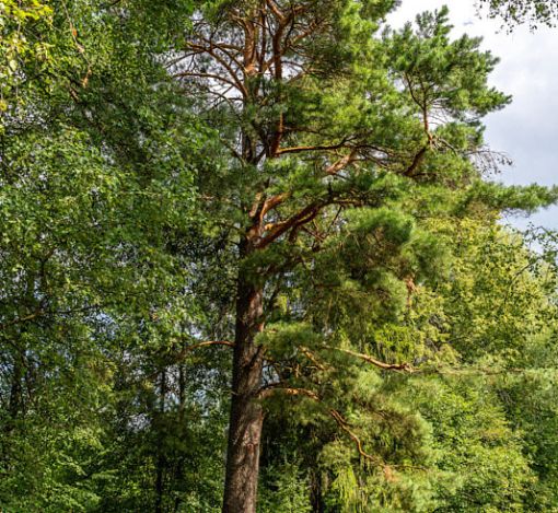 Участок в КП Озерна Резиденс