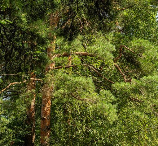 Участок в КП Озерна Резиденс