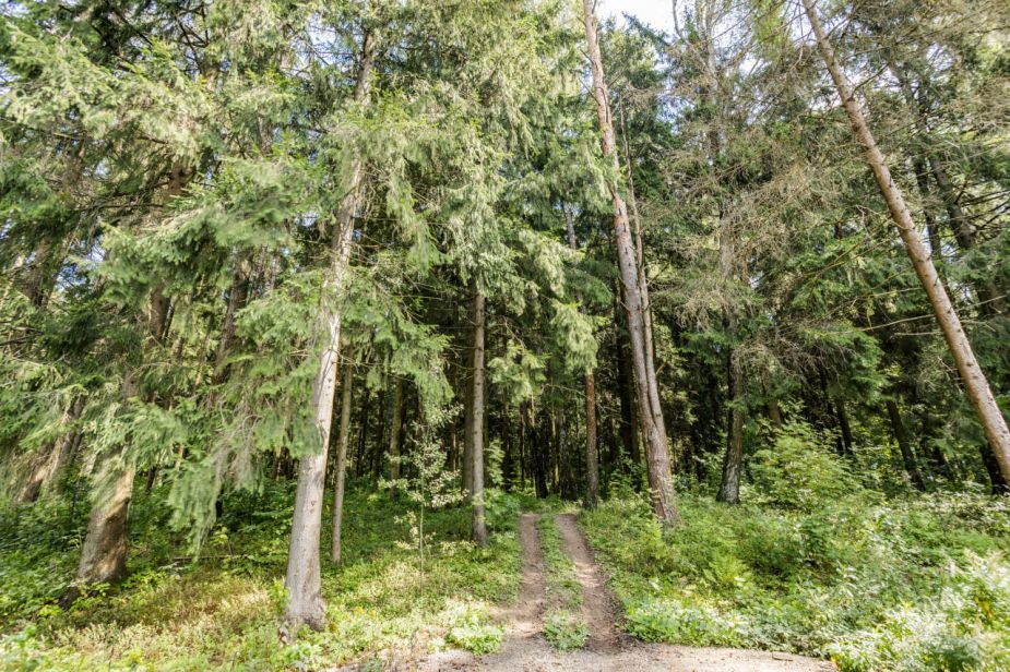 Лесные Зори