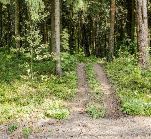 Лесной часток в КП Лесные зори